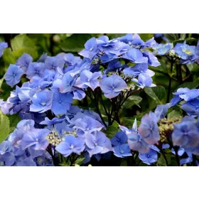   Kerti Hortenzia " Zorro Blue " - Hydrangea macrophylla