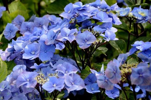 Kerti Hortenzia " Zorro Blue " - Hydrangea macrophylla