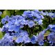 Kerti Hortenzia " Zorro Blue " - Hydrangea macrophylla