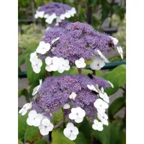   Érdeslevelü Hortenzia - Hydrangea Aspera "Macrophylla"