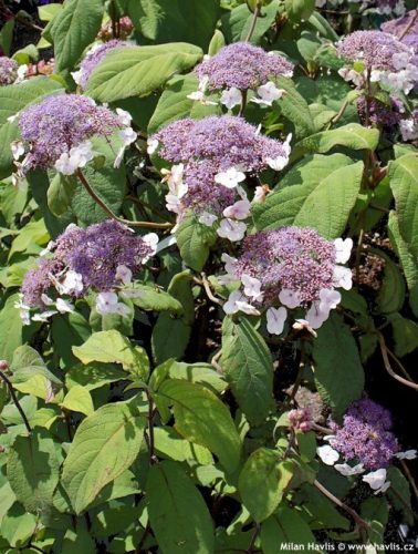 Érdeslevelü Hortenzia - Hydrangea Aspera "Macrophylla"