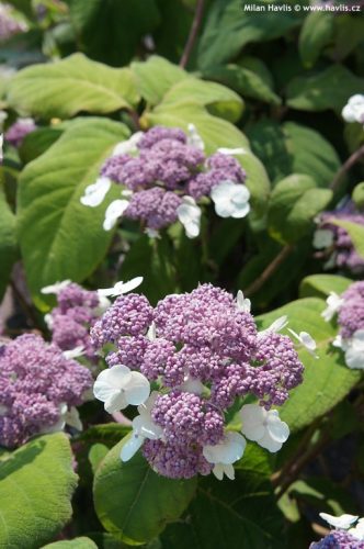 Érdeslevelü Hortenzia - Hydrangea Aspera "Macrophylla"