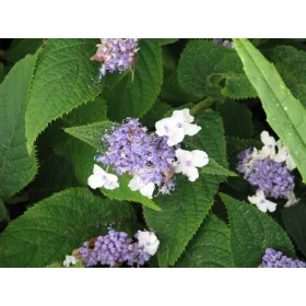 Hydrangea Involucrata