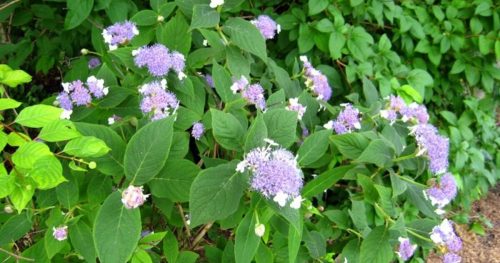 Hydrangea Involucrata
