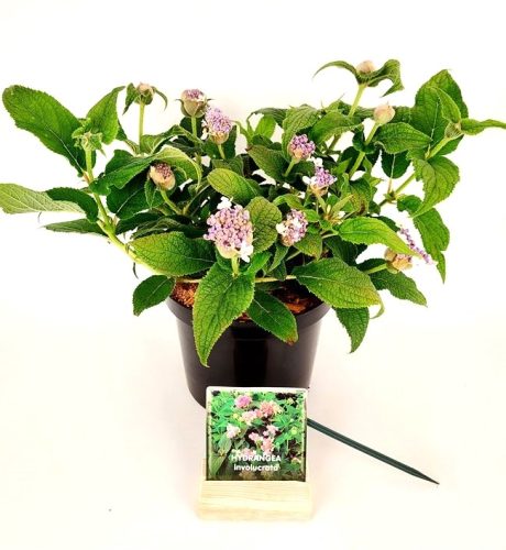 Hydrangea Involucrata