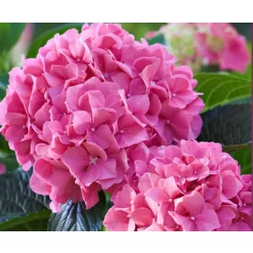   Kerti Hortenzia " Bela Pink" - Hydrangea macrophylla