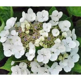 Kerti Hortenzia " Benxi" - Hydrangea macrophylla