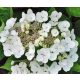 Kerti Hortenzia " Benxi" - Hydrangea macrophylla