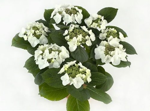 Kerti Hortenzia " Benxi" - Hydrangea macrophylla