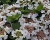 Kerti Hortenzia " Benxi" - Hydrangea macrophylla