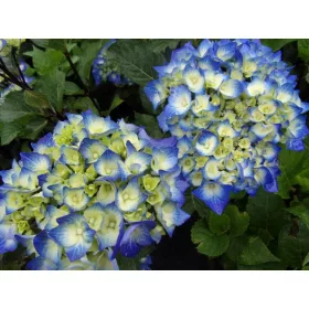   Kerti Hortenzia " Black Steel Blue" - Hydrangea macrophylla