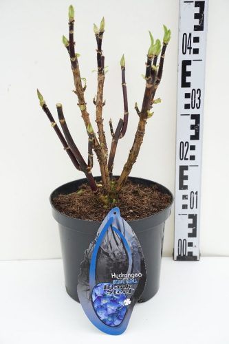 Kerti Hortenzia " Black Steel Blue" - Hydrangea macrophylla