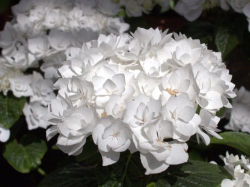 Kerti Hortenzia " COCO " - Hydrangea macrophylla