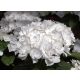 Kerti Hortenzia " COCO " - Hydrangea macrophylla