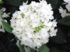 Kerti Hortenzia " COCO " - Hydrangea macrophylla