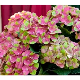 Hydrangea Magical For Sensation " Greenfire"  - Mágikus Hortenzia