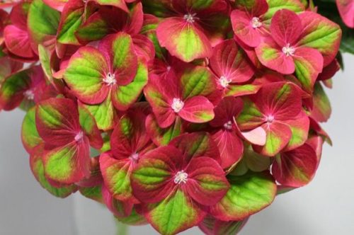 Hydrangea Magical For Sensation " Greenfire"  - Mágikus Hortenzia