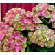 Hydrangea Magical For Sensation " Greenfire"  - Mágikus Hortenzia