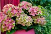 Hydrangea Magical For Sensation " Greenfire"  - Mágikus Hortenzia