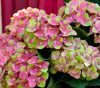 Hydrangea Magical For Sensation " Greenfire"  - Mágikus Hortenzia