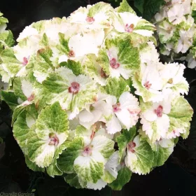 Hydrangea Magical For Sensation " Noblesse "  - Mágikus Hortenzia