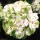 Hydrangea Magical For Sensation " Noblesse "  - Mágikus Hortenzia