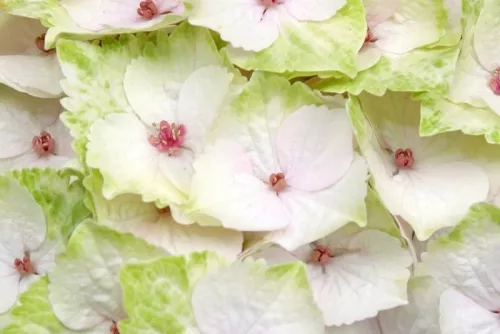 Hydrangea Magical For Sensation " Noblesse "  - Mágikus Hortenzia