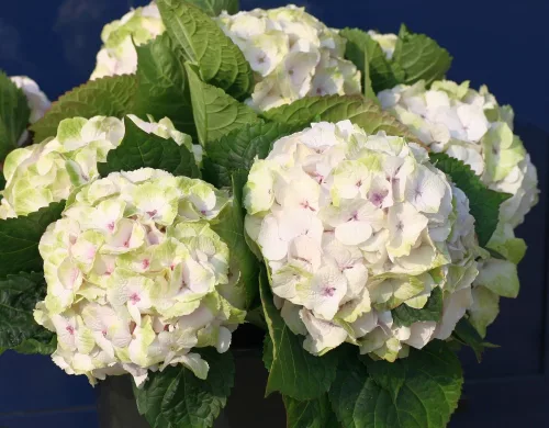 Hydrangea Magical For Sensation " Noblesse "  - Mágikus Hortenzia