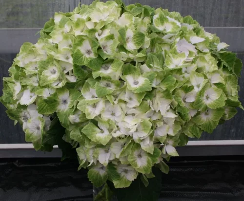 Hydrangea Magical For Sensation " Noblesse "  - Mágikus Hortenzia