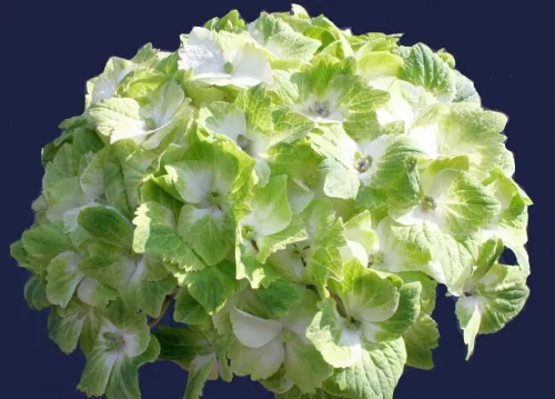 Hydrangea Magical For Sensation " Noblesse "  - Mágikus Hortenzia