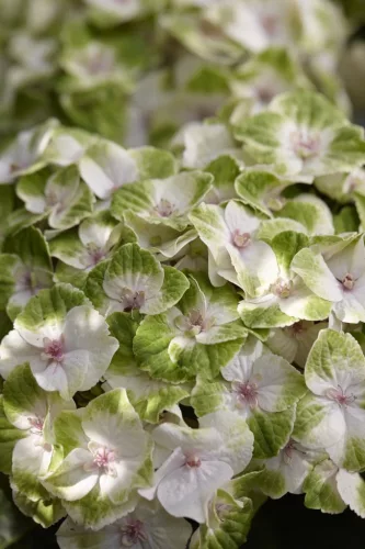 Hydrangea Magical For Sensation " Noblesse "  - Mágikus Hortenzia