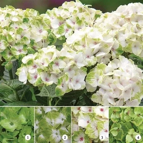 Hydrangea Magical For Sensation " Noblesse "  - Mágikus Hortenzia