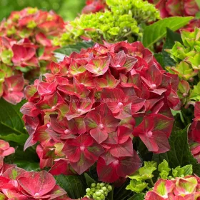   Hydrangea Magical For Sensation " Sapphire"  - Mágikus Hortenzia