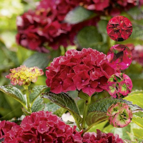 Hydrangea Magical For Sensation " Sapphire"  - Mágikus Hortenzia