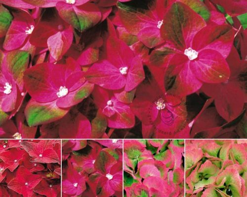 Hydrangea Magical For Sensation " Sapphire"  - Mágikus Hortenzia