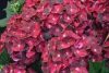 Hydrangea Magical For Sensation " Ruby Tuesday"  - Mágikus Hortenzia