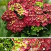 Hydrangea Magical For Sensation " Ruby Tuesday"  - Mágikus Hortenzia