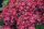 Hydrangea Magical For Sensation " Ruby Tuesday"  - Mágikus Hortenzia