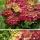 Hydrangea Magical For Sensation " Ruby Tuesday"  - Mágikus Hortenzia