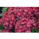 Hydrangea Magical For Sensation " Ruby Tuesday"  - Mágikus Hortenzia