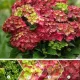 Hydrangea Magical For Sensation " Ruby Tuesday"  - Mágikus Hortenzia
