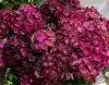 Hydrangea Magical For Sensation " Ruby Tuesday"  - Mágikus Hortenzia