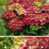 Hydrangea Magical For Sensation " Ruby Tuesday"  - Mágikus Hortenzia