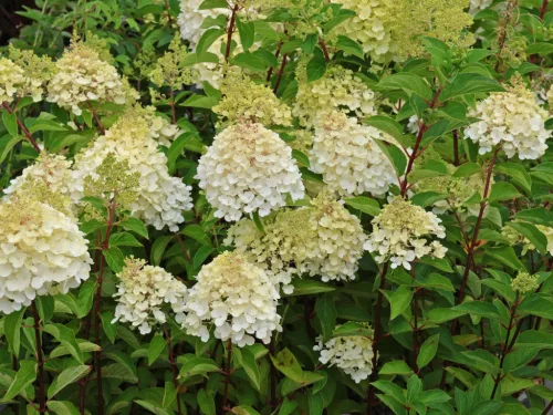 Bugás hortenzia - "Bloody Marie" - Hydrangea Paniculata