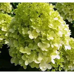 Bugás hortenzia - "Bloody Marie" - Hydrangea Paniculata