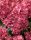 Bugás hortenzia - "Bonfire " - Hydrangea Paniculata