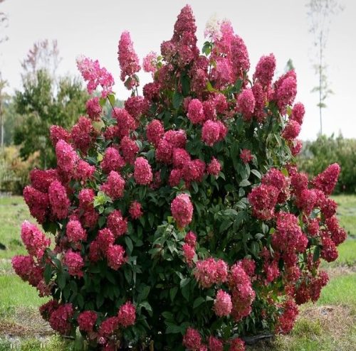 Bugás hortenzia - "Fire Light" - Hydrangea Paniculata