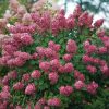 Bugás hortenzia - "Fire Light" - Hydrangea Paniculata