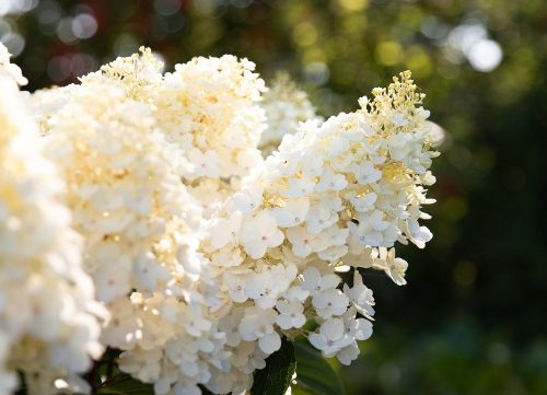 Bugás hortenzia - "Living Little Blossom" - Hydrangea Paniculata