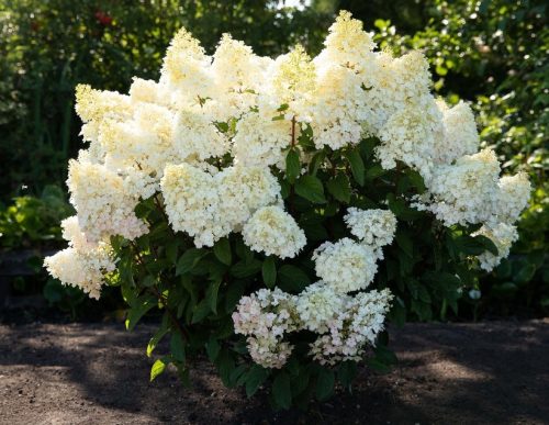 Bugás hortenzia - "Living Little Blossom" - Hydrangea Paniculata